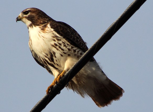 A Red-Tailed Hawk watching over fields on Sixth Line for juicy little mice. Southern Ontario saw temperatures reach 15 C on Sat. Jan. 12, 2013.