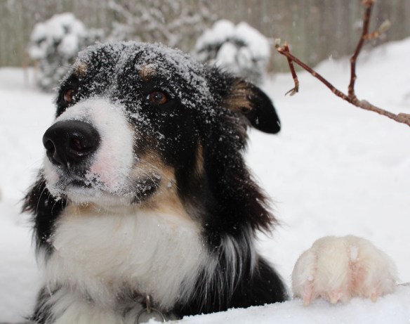 "I love snow-days, wanna hang out?" says my neighbour Skye.