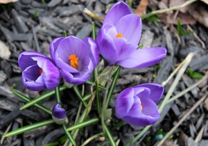 Spring is technically here and crocus in the garden must really be a sign, right? (Andrea Connell)