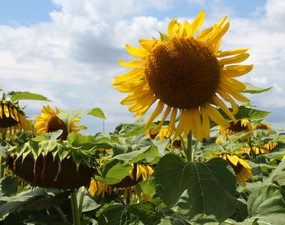 One million sunflowers in bloom line Highway 6 near Safari Road. You better catch them soon, the next sighting of this many in bloom won't be for another four years. 