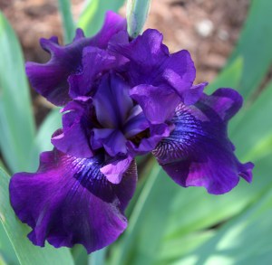 June 1 is here and the warm temperatures have coaxed the Iris to bloom. (Andrea Connell)