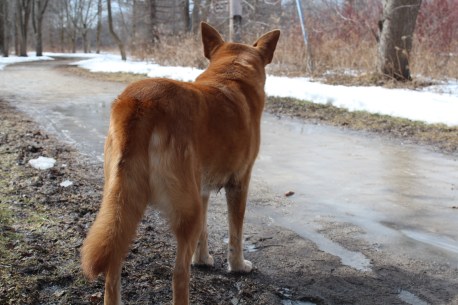 Something, a duck, squirrel or robin,  catches Sav's eye along the Speed River Trail. 