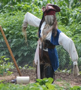 Visible from a part of the Trans Canada Trail the passes through Guelph,  Jack Scarecrow keeps the birds away from a large garden on Dufferin Street. (July 9, 2015)